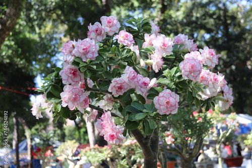 Fototapeta Naklejka Na Ścianę i Meble -  Desert rose (Adenium) are in Ho Chi Minh city, Vietnam.