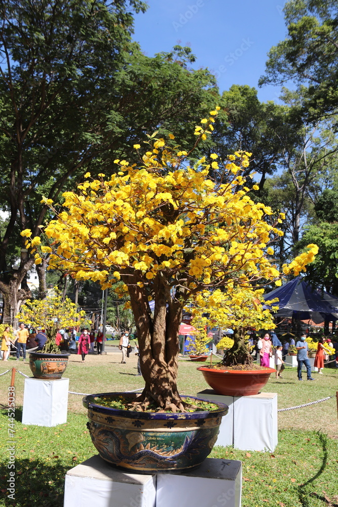 Apricot Blossom are in Ho Chi Minh city, Vietnam Apricot Blossom are in Ho Chi Minh city, Vietnam