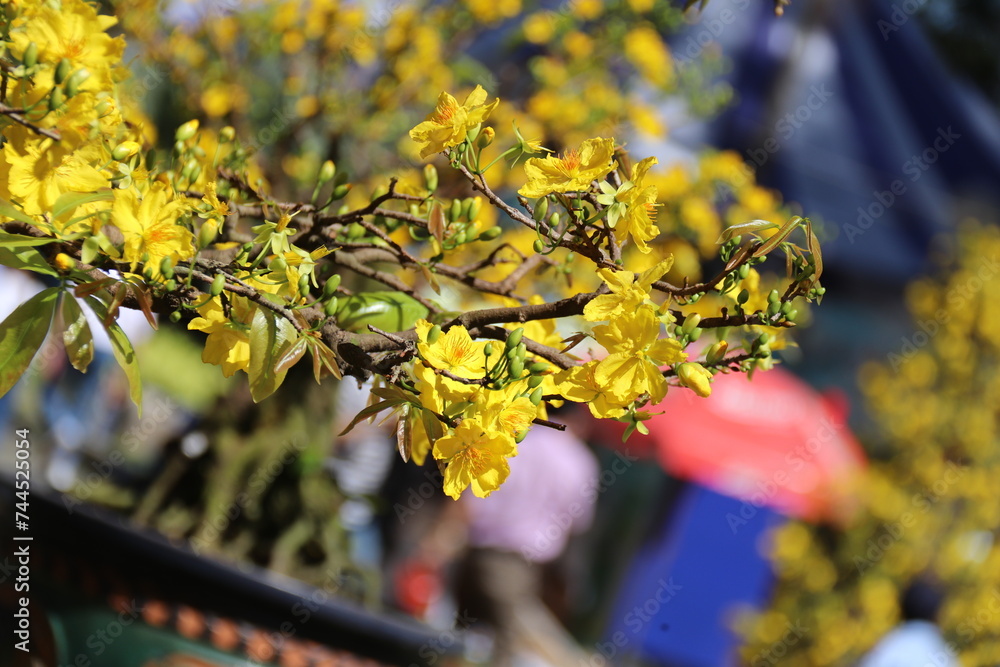 Apricot Blossom are in Ho Chi Minh city, Vietnam Apricot Blossom are in Ho Chi Minh city, Vietnam