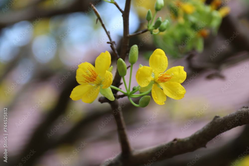 Apricot Blossom are in Ho Chi Minh city, Vietnam Apricot Blossom are in Ho Chi Minh city, Vietnam