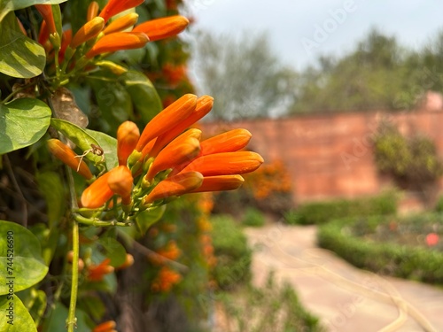 view of rashtrapati bhavan amrit udyan