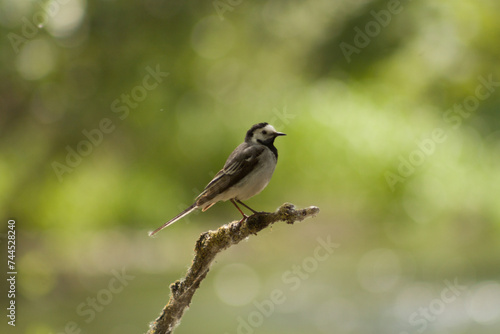 a bird on a branch