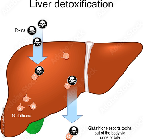 Glutathione and Liver detoxification. Detox