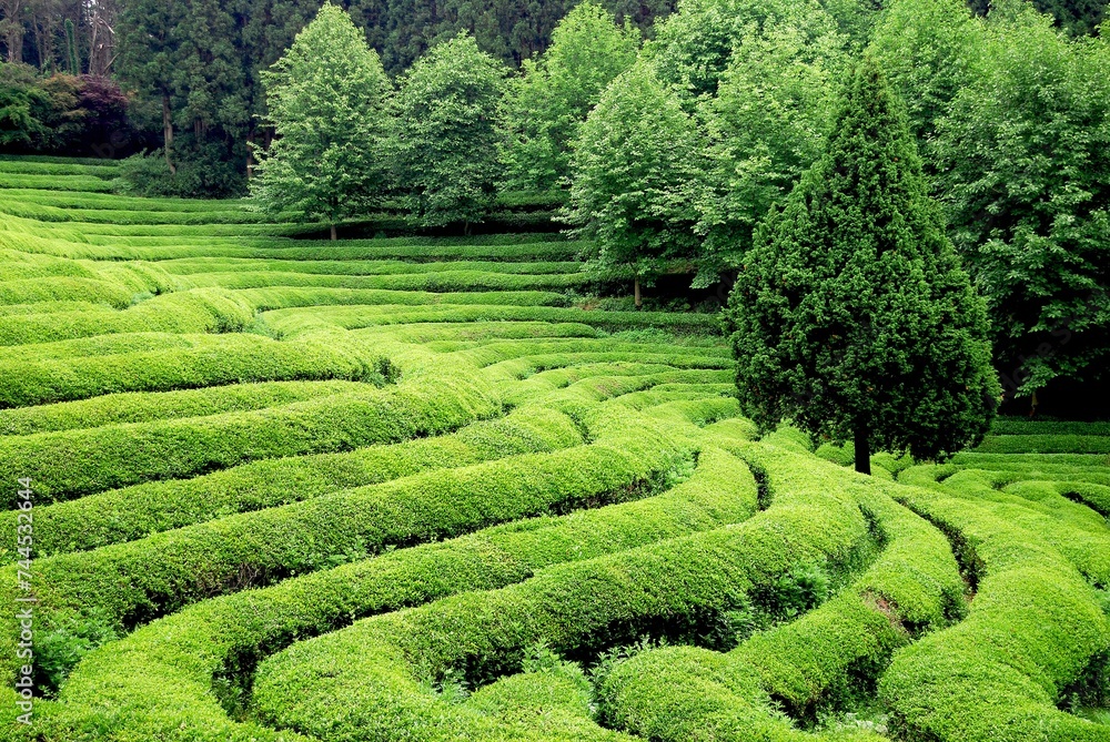 Beautiful Tea Plantation South East Asia