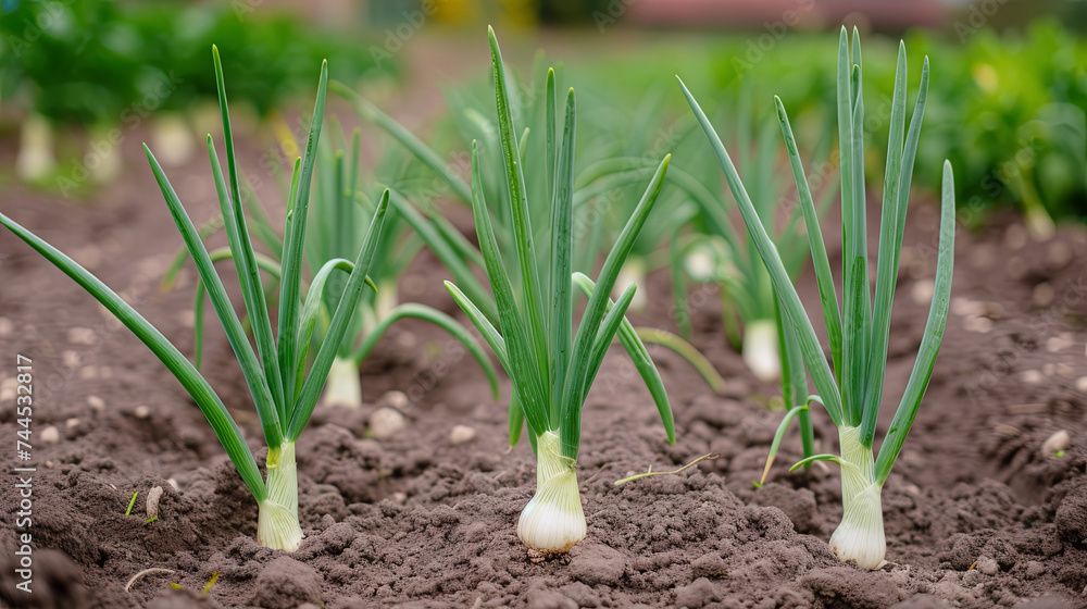 Green onions growing in a row in a garden bed on a farm Green onions growing in a row in a garden bed on a farm