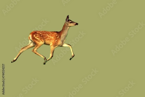 Small beautiful European red deer cub on a light background. Unique image of wild animals