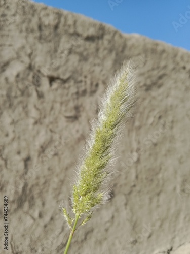 Head of the polypogon monspeliensis or head of the annual beard-grass  or annual rabbitsfoot grass photo