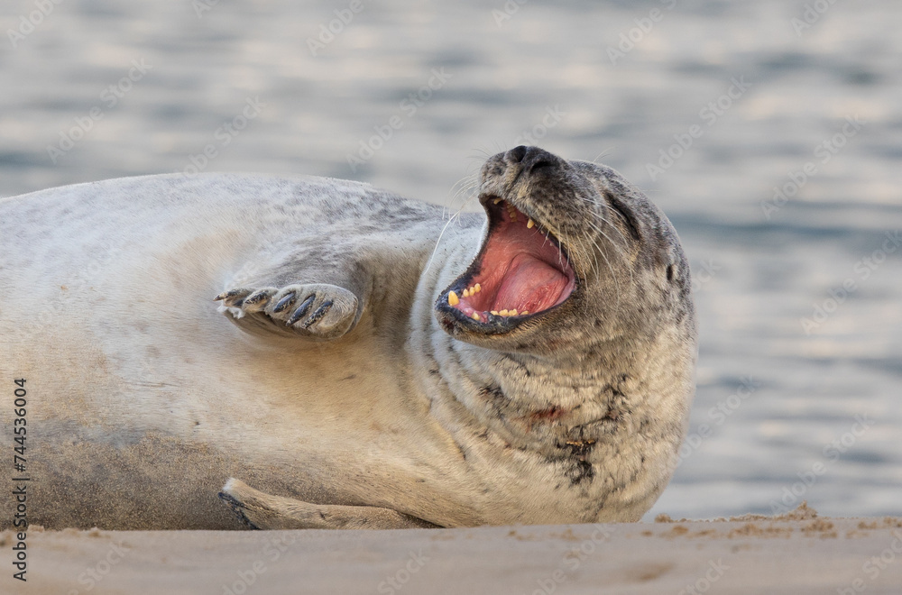 Fototapeta premium Yawning seal