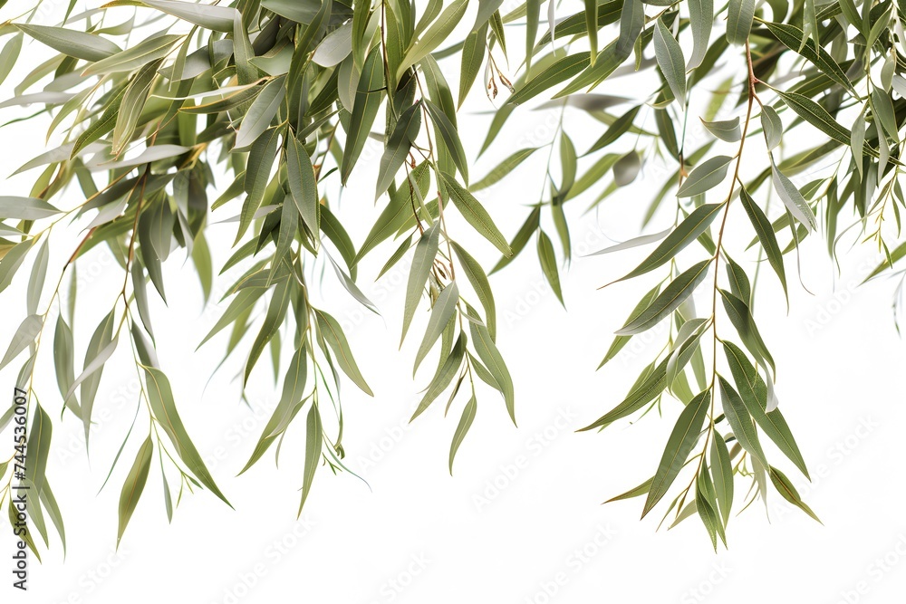 Naklejka premium Isolated green leaves surrounded by white background with a touch of freshness, representing nature's vibrant foliage in spring