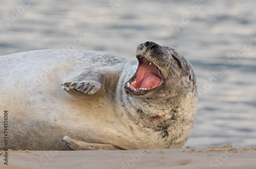 Yawning seal