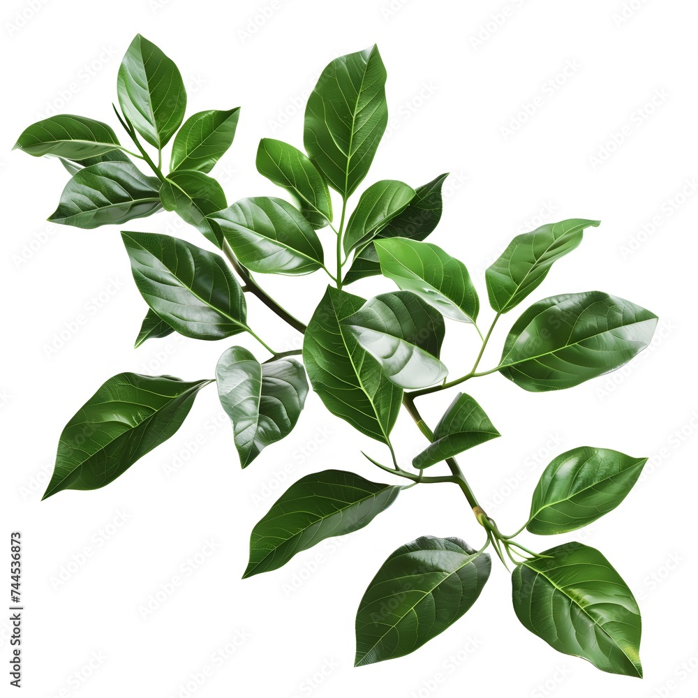 Isolated green leaves surrounded by white background with a touch of freshness, representing nature's vibrant foliage in spring Isolated green leaves surrounded by white background with a touch of freshness, representing nature's vibrant foliage in spring