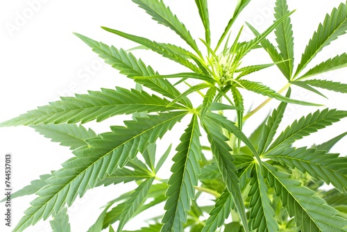 Isolated green leaves surrounded by white background with a touch of freshness, representing nature's vibrant foliage in spring