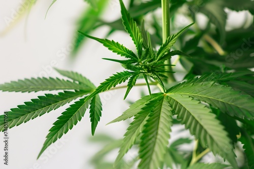 Isolated green leaves surrounded by white background with a touch of freshness, representing nature's vibrant foliage in spring