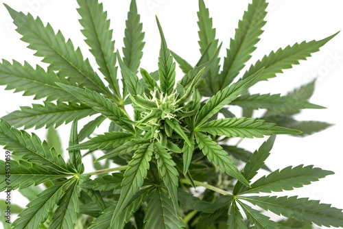 Isolated green leaves surrounded by white background with a touch of freshness, representing nature's vibrant foliage in spring