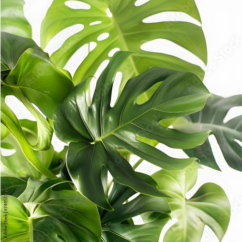 Isolated green leaves surrounded by white background with a touch of freshness, representing nature's vibrant foliage in spring