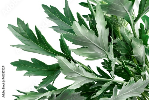 Isolated green leaves surrounded by white background with a touch of freshness, representing nature's vibrant foliage in spring