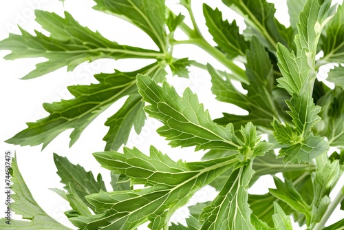 Isolated green leaves surrounded by white background with a touch of freshness, representing nature's vibrant foliage in spring