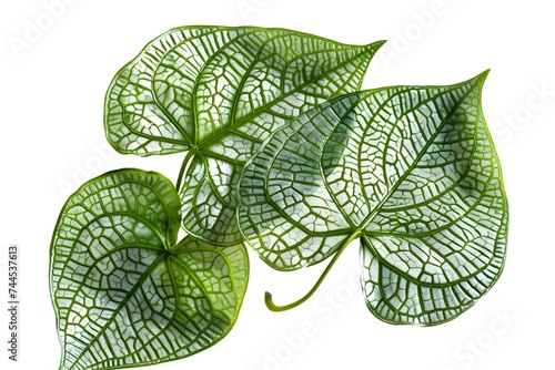 Isolated green leaves surrounded by white background with a touch of freshness, representing nature's vibrant foliage in spring