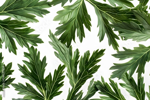 Isolated green leaves surrounded by white background with a touch of freshness, representing nature's vibrant foliage in spring