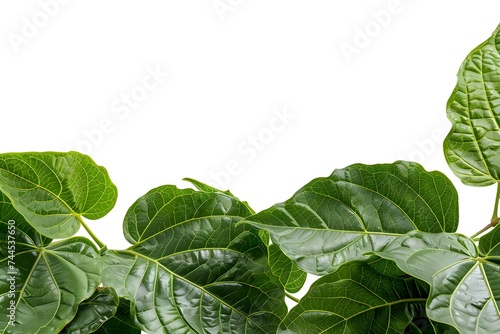 Isolated green leaves surrounded by white background with a touch of freshness, representing nature's vibrant foliage in spring
