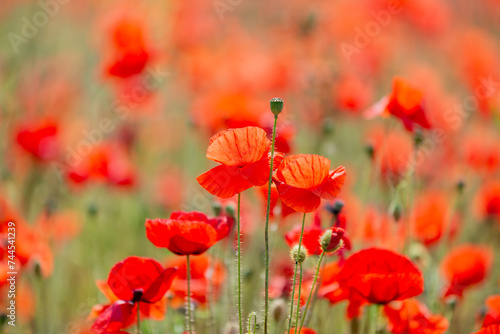 Pretty poppies in the summer sunshine, with a shallow depth of field