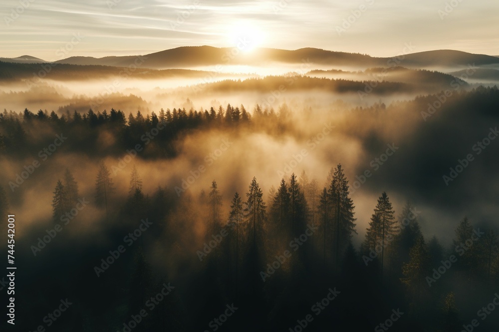 Obraz premium A drone shot of a misty forest with rays of the setting sun breaking through fog