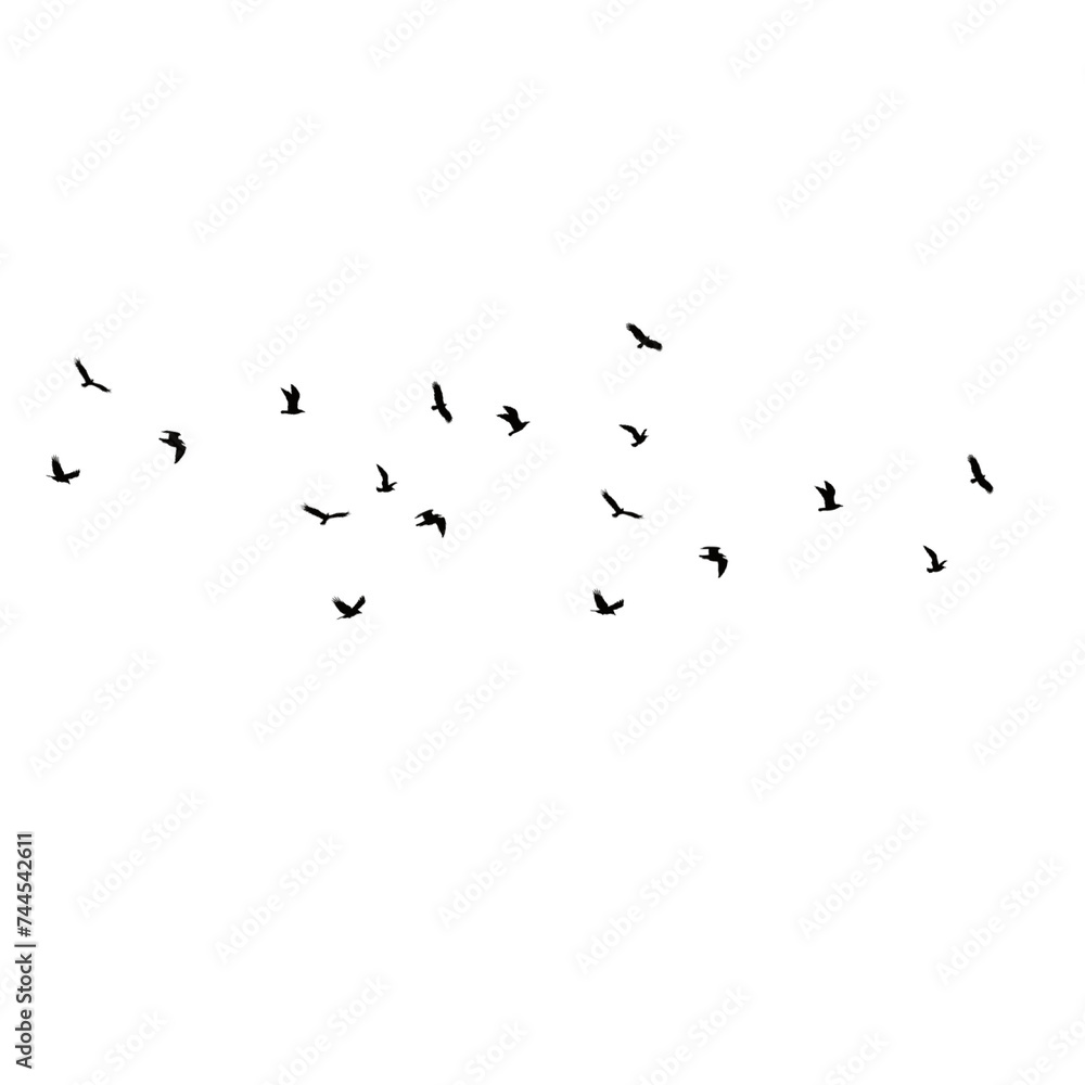 flock of birds