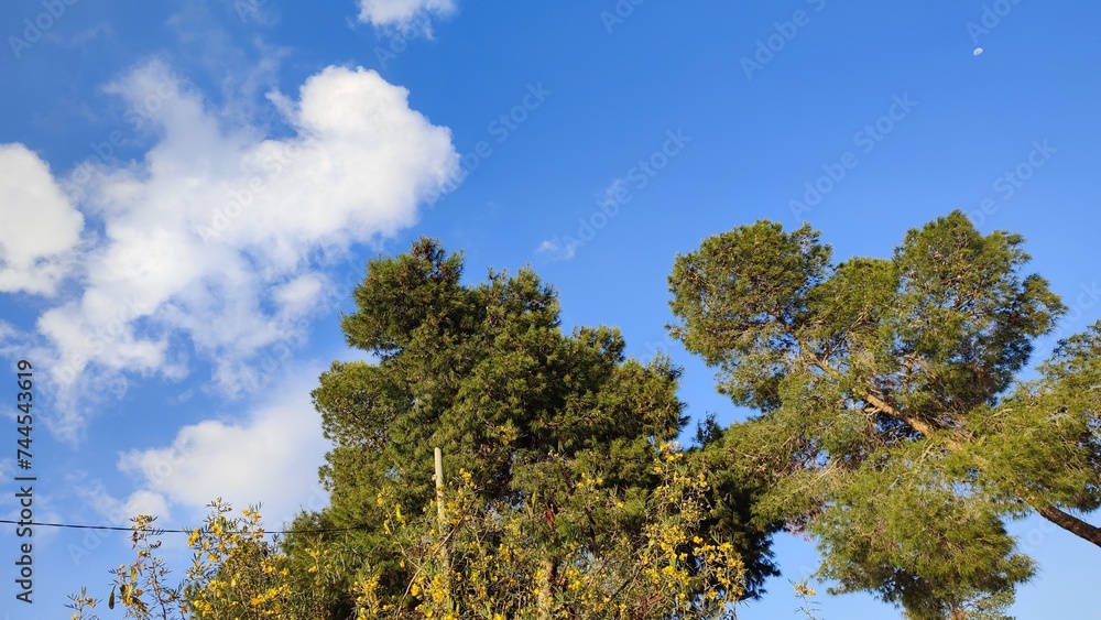 pine trees against sky