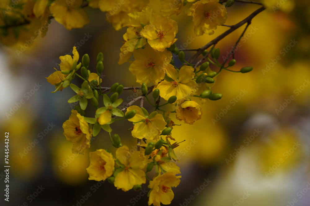 Fototapeta premium Apricot Blossom are in Ho Chi Minh city, Vietnam
