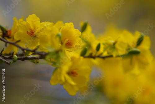 Apricot Blossom are in Ho Chi Minh city, Vietnam