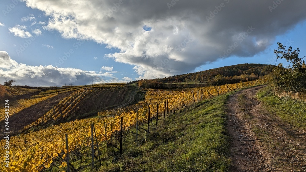 Fototapeta Weinberg in Rheinhessen