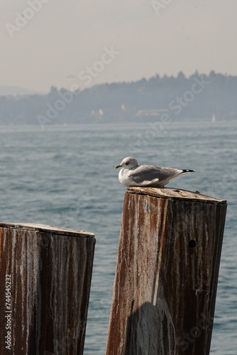 seagull sitting on a pole on the lake of constance