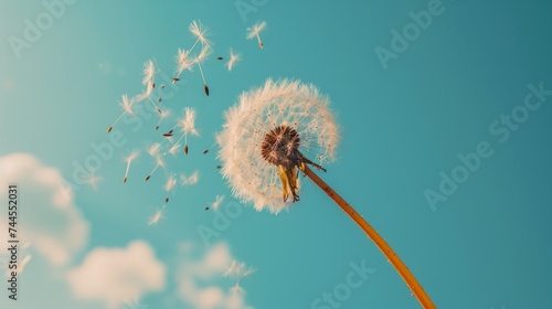 Dandelion with seeds against the blue sky. Nature background.