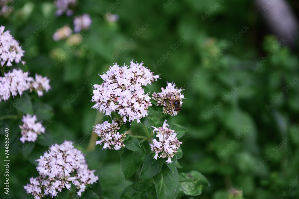 A fly sits on pink oregano flowers. The back leafy background is blurred A fly sits on pink oregano flowers. The back leafy background is blurred