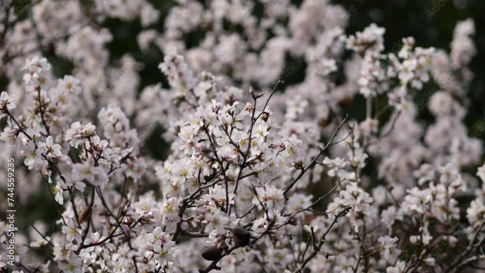 Flowers on almond tree. Blooming almond. Crown of the tree sways. Prunus dulcis shrub or small tree from subgenus Almond (Amygdalus). Rovinj, Croatia - February 23, 2024 Flowers on almond tree. Blooming almond. Crown of the tree sways. Prunus dulcis shrub or small tree from subgenus Almond (Amygdalus). Rovinj, Croatia - February 23, 2024