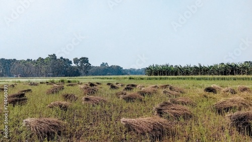 landscape of paddy field