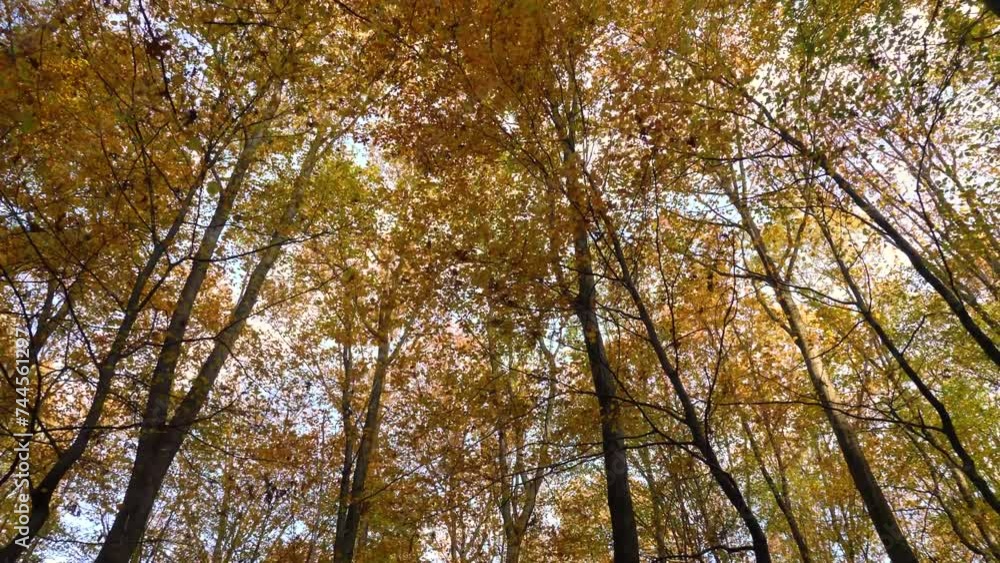 Walk in the forest in autumn with a view upwards Walk in the forest in autumn with a view upwards