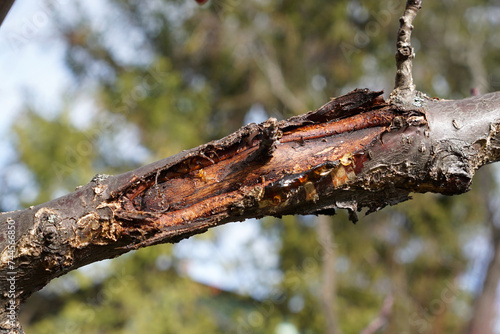 Signs of monilinia disease with gum flow on an apricot tree branch