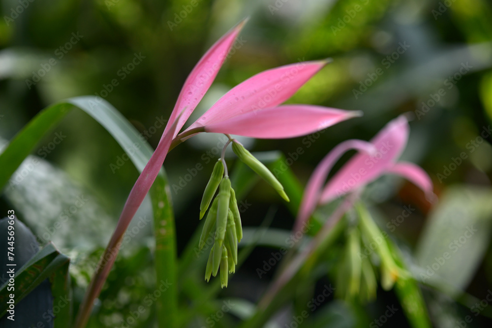 Obraz premium ヨウラクツツアナナス