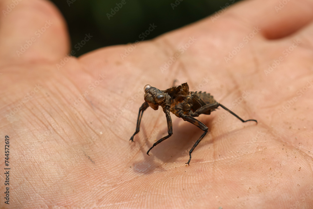 Select close focus A dragonfly pupa shell is placed on the hand for size comparison. strange shape Amazing and beautiful looks like an alien Select close focus A dragonfly pupa shell is placed on the hand for size comparison. strange shape Amazing and beautiful looks like an alien
