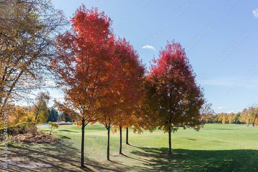 Red maples with autumn leaves against big lawn in park