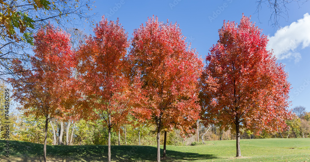 Red maples with autumn leaves against other trees in park