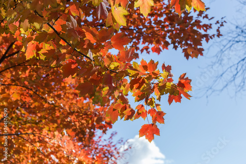 Red maple branch with autumn leaves against other branches and sky