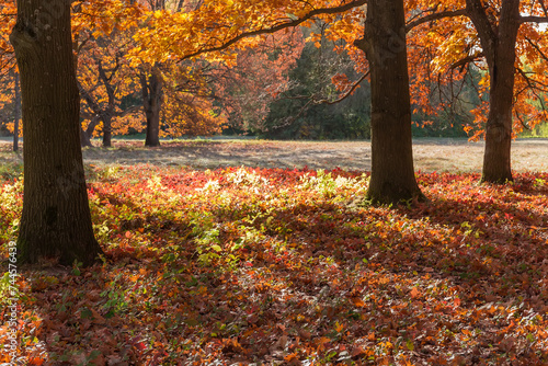 Red oaks on the glade edge in autumn park backlit