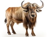 Wildebeest , blank templated, rule of thirds, space for text, isolated white background