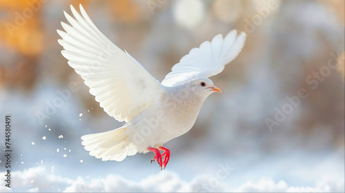 une colombe blanche s'envole sur un fond enneigé - symbole de paix et de pureté