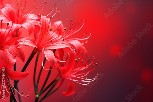 red spider lily flower, red lycoris, mystical, bloody