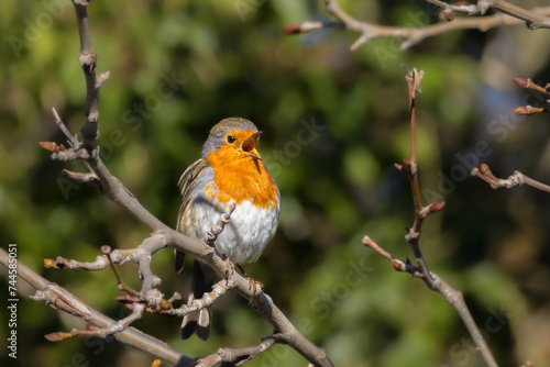 European Robin perched on a tree branch in the morning light