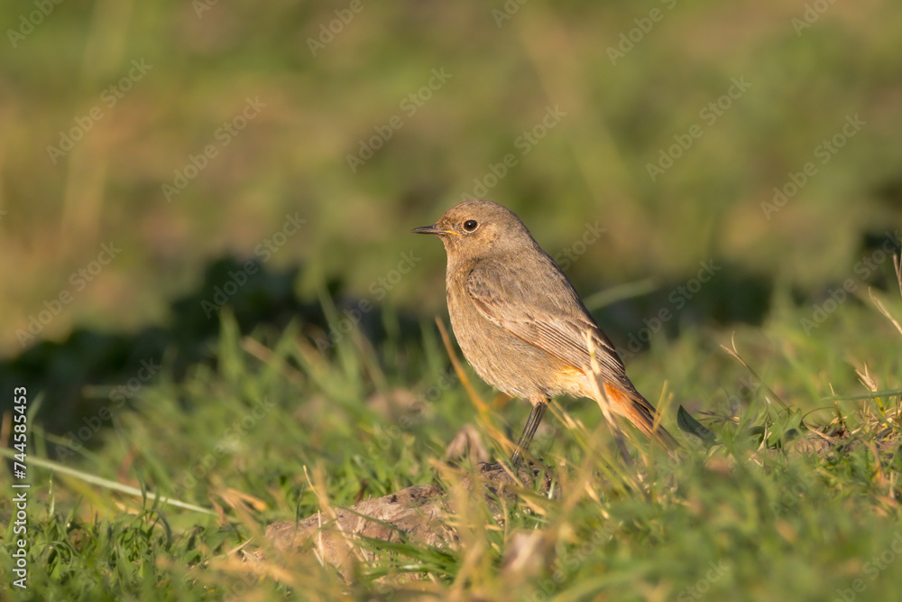Black Redstart perched on a tree branch in the morning light Black Redstart perched on a tree branch in the morning light