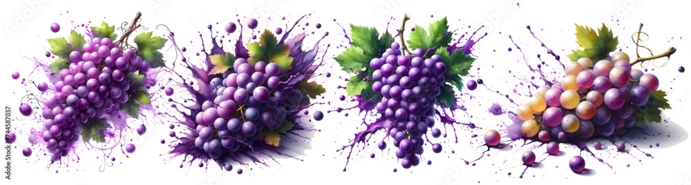 grape watercolor hand drawn on white background healthy fruit vector